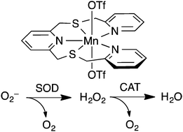 Graphical abstract: Ligand tuning of single-site manganese-based catalytic antioxidants with dual superoxide dismutase and catalase activity