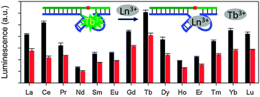 Graphical abstract: The group trend of lanthanides binding to DNA and DNAzymes with a complex but symmetric pattern