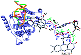 Graphical abstract: Excited-state proton coupled electron transfer between photolyase and the damaged DNA through water wire: a photo-repair mechanism