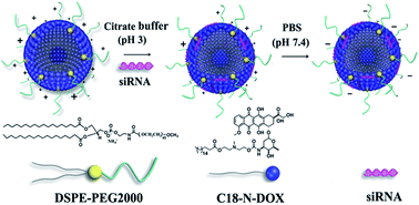 Graphical abstract: Self-assembling doxorubicin-prodrug nanoparticles as siRNA drug delivery system for cancer treatment: in vitro and in vivo