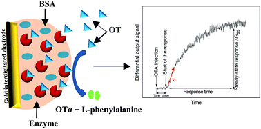 Graphical abstract: Comparison of carboxypeptidase Y and thermolysin for ochratoxin A electrochemical biosensing