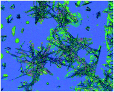 Graphical abstract: Demixing of water and ethanol causes conformational redistribution and gelation of the cationic GAG tripeptide
