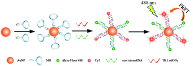 Graphical abstract: FRET-based nanoprobes for simultaneous monitoring of multiple mRNAs in living cells using single wavelength excitation