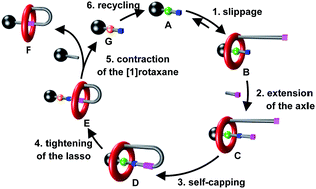 Graphical abstract: Synthesis of triazolium-based mono- and tris-branched [1]rotaxanes using a molecular transporter of dibenzo-24-crown-8