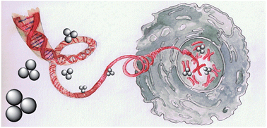 Graphical abstract: Interaction of silver atomic quantum clusters with living organisms: bactericidal effect of Ag3 clusters mediated by disruption of topoisomerase–DNA complexes