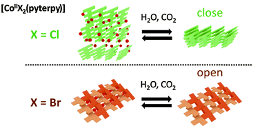 Graphical abstract: The impact of halogen ions on the guest dependent spin crossover behaviour and porosity of Co(ii) one-dimensional coordination polymers [CoX2(4′-(4-pyridyl)-2,2′:6′,2′′-terpyridine)] (X = Cl and Br)