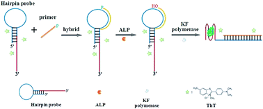 Graphical abstract: Label-free DNA hairpin probe for real-time monitoring of alkaline phosphatase activity