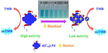 Graphical abstract: Colorimetric detection of cysteine and homocysteine based on an oligonucleotide-stabilized Pd nanozyme