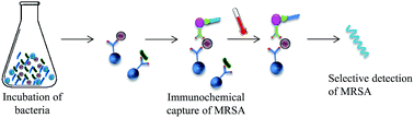 Graphical abstract: Particle-based immunochemical separation of methicillin resistant Staphylococcus aureus with indirect electrochemical detection of labeling oligonucleotides