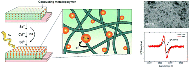 Graphical abstract: Direct synthesis of CdSe nanocrystals within a conducting metallopolymer: toward improving charge transfer in hybrid nanomaterials