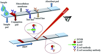 Graphical abstract: Paper based lateral flow immunoassay for the enumeration of Escherichia coli in urine