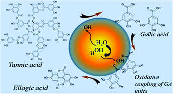 Graphical abstract: Sono-transformation of tannic acid into biofunctional ellagic acid micro/nanocrystals with distinct morphologies