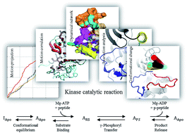 Graphical abstract: Dynamic, structural and thermodynamic basis of insulin-like growth factor 1 kinase allostery mediated by activation loop phosphorylation