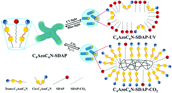 Graphical abstract: Light and CO2/N2 dual stimuli-responsive wormlike micelles based on a zwitterionic surfactant and an azobenzene surfactant