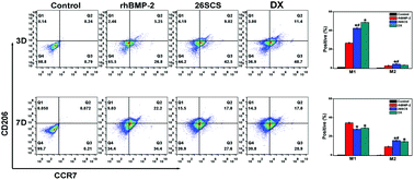 Graphical abstract: The immunomodulatory role of sulfated chitosan in BMP-2-mediated bone regeneration