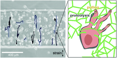 Graphical abstract: Guiding 3D cell migration in deformed synthetic hydrogel microstructures