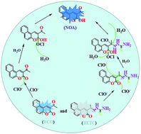Graphical abstract: Two highly sensitive and selective coumarin-based fluorometric probes for the detection of ClO− and cell imaging