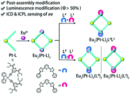 Graphical abstract: Chiral auxiliary and induced chiroptical sensing with 5d/4f lanthanide–organic macrocycles