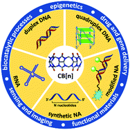 Graphical abstract: Cucurbiturils in nucleic acids research