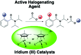 Graphical abstract: Identification of key functionalization species in the Cp*Ir(iii)-catalyzed-ortho halogenation of benzamides