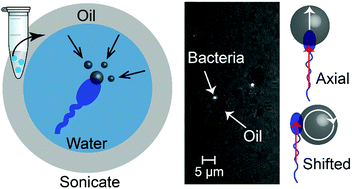Graphical abstract: Swimming statistics of cargo-loaded single bacteria