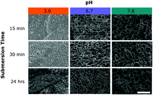 Graphical abstract: Effects of sea water pH on marine mussel plaque maturation