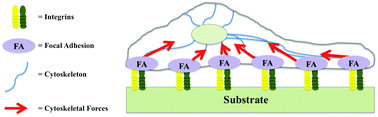 Graphical abstract: Effects of physicochemical properties of polyacrylamide (PAA) and (polydimethylsiloxane) PDMS on cardiac cell behavior