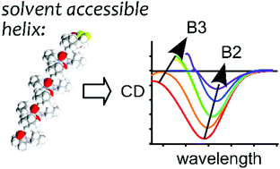 Graphical abstract: Remarkably high solvatochromism in the circular dichroism spectra of the polyproline-II conformation: limitations or new opportunities?