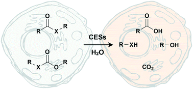 Graphical abstract: Human carboxylesterases and fluorescent probes to image their activity in live cells