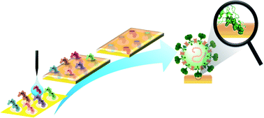 Graphical abstract: Peptide epitope-imprinted polymer microarrays for selective protein recognition. Application for SARS-CoV-2 RBD protein