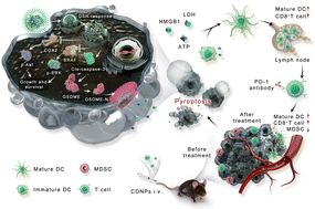 Graphical abstract: Bioengineering of BRAF and COX2 inhibitor nanogels to boost the immunotherapy of melanoma via pyroptosis