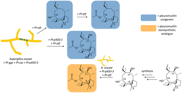 Graphical abstract: Biosynthesis of pleuromutilin congeners using an Aspergillus oryzae expression platform
