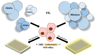 Graphical abstract: Estrogenic activity of plastic nanoparticle mixtures under in vitro settings