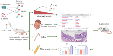 Graphical abstract: Acid-tolerant Lactiplantibacillus plantarum ZDY2013 shows a colonization niche preference and interacts with enterotoxigenic Bacillus cereus in specific-pathogen-free mice