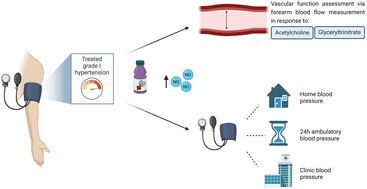 Graphical abstract: Increased nitrate intake from beetroot juice over 4 weeks affects nitrate metabolism, but not vascular function or blood pressure in older adults with hypertension