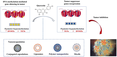 Graphical abstract: Effects of quercetin on the DNA methylation pattern in tumor therapy: an updated review