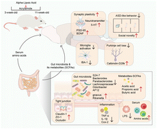 Graphical abstract: Dietary lipoic acid alleviates autism-like behavior induced by acrylamide in adolescent mice: the potential involvement of the gut–brain axis