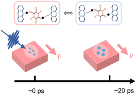 Graphical abstract: Ultrafast variation of the polarized state in proton-π electron coupled ferroelectric cocrystal Phz-H2ca