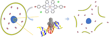 Graphical abstract: Cobalt(ii) terpyridine complexes: synthesis, characterization, antiproliferative activity and molecular docking with proteins and DNA
