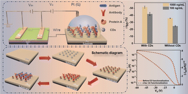 Graphical abstract: Carbon dots-functionalized extended gate organic field effect transistor-based biosensors for low abundance proteins