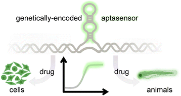 Graphical abstract: Non-invasive single cell aptasensing in live cells and animals