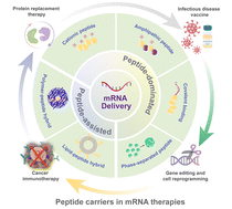 Graphical abstract: Peptides: potential delivery systems for mRNA