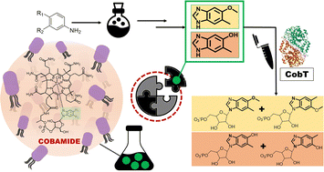 Graphical abstract: Synthesis of 5,6-substituted benzimidazoles and their evaluation as potential intermediates in the anaerobic vitamin B12 biosynthesis pathway