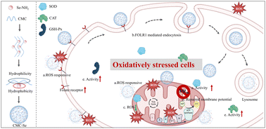 Graphical abstract: Cellular uptake mechanisms of a diselenide-based ROS-responsive nanocarrier in oxidatively stressed colon cells