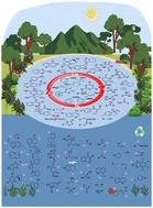 Graphical abstract: Recent advances in Chan–Lam coupling reaction