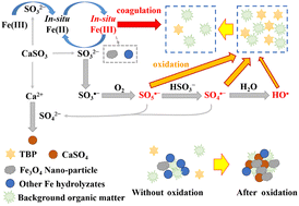 Graphical abstract: Treatment of 2,4,6-tribromophenol-contaminated water using iron ion/calcium sulfite: the dual role of oxidation and coagulation