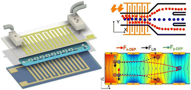 Graphical abstract: Leveraging dielectrophoresis in inertial flow for versatile manipulation of micro and nanoparticles