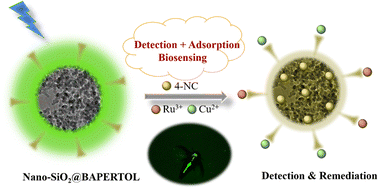 Graphical abstract: Perylene diimide functionalized nano-silica: green emissive material for selective probing and remediation of 4-nitrocatechol, Ru3+, and Cu2+ with biosensing applications