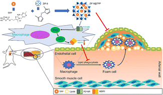 Graphical abstract: Metal–organic framework-based nanoplatforms for synergistic anti-atherosclerosis therapy by regulating the PI3K/AKT/MSR1 pathway in macrophages