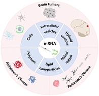 Graphical abstract: Recent advances in mRNA-based therapeutics for neurodegenerative diseases and brain tumors